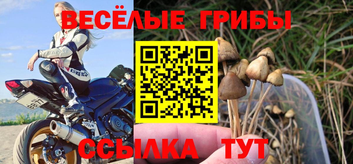 Сердобск  Псилоцибиновые грибы MAGIC MUSHROOMS  Вход с VPN 